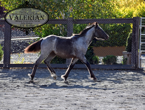 HorseID: 2321357 Valerian Balou J. - PhotoID: 1108982
