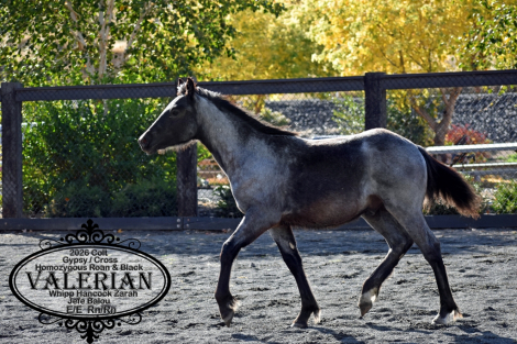 HorseID: 2321357 Valerian Balou J. - PhotoID: 1108983