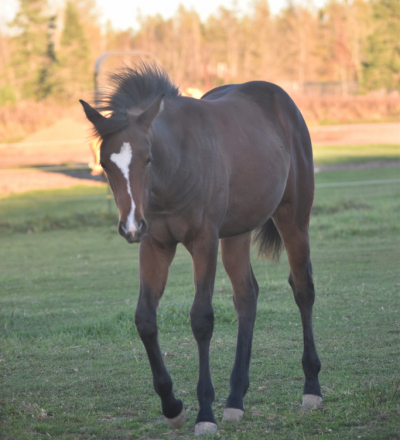 HorseID: 2321363 ZIPPIN IN WILDFLOWERS - PhotoID: 1109101