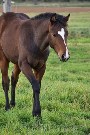 HorseID: 2321363 ZIPPIN IN WILDFLOWERS - PhotoID: 1109104