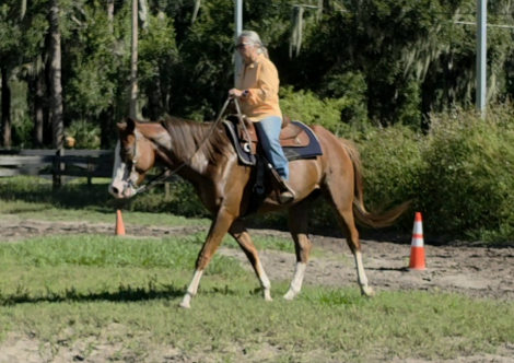 HorseID: 2321373 Good Bar Style - PhotoID: 1109026