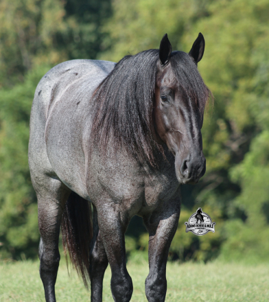 HorseID: 2321374 H Driftin Roscoe - PhotoID: 1109092
