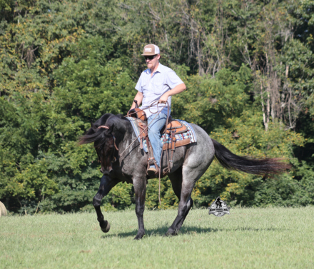 HorseID: 2321374 H Driftin Roscoe - PhotoID: 1109093
