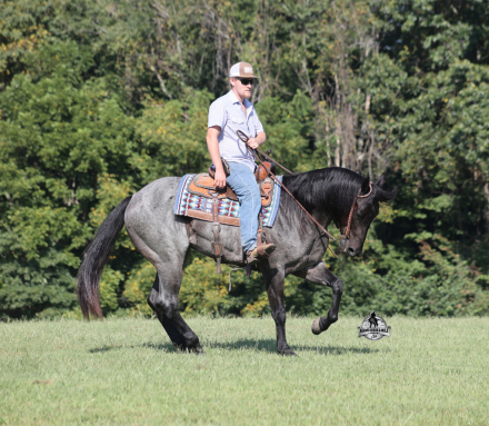 HorseID: 2321374 H Driftin Roscoe - PhotoID: 1109094