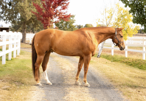 HorseID: 2321409 I Conquer Chics - PhotoID: 1109123