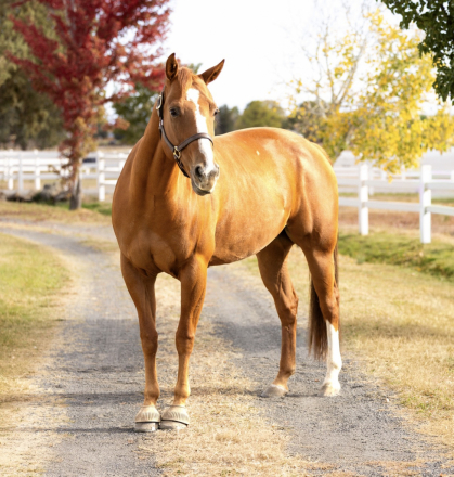 HorseID: 2321409 I Conquer Chics - PhotoID: 1109124