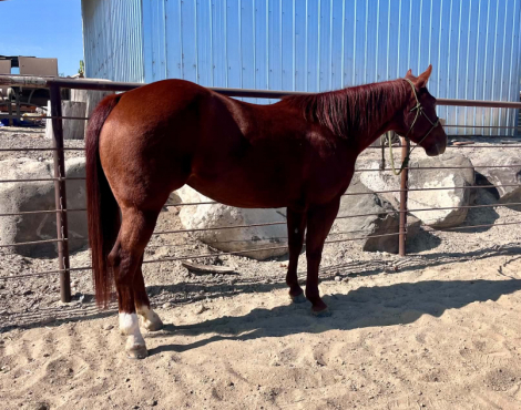 HorseID: 2321410 DCR Miss Reymantic - PhotoID: 1109119