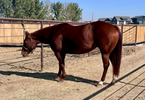 HorseID: 2321410 DCR Miss Reymantic - PhotoID: 1109120