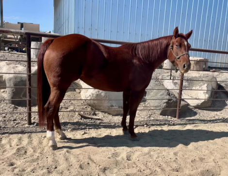 HorseID: 2321410 DCR Miss Reymantic - PhotoID: 1109121