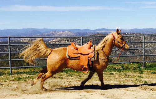 HorseID: 2238296 Redneck Chek DF (aka Summer Lace) - PhotoID: 1083823