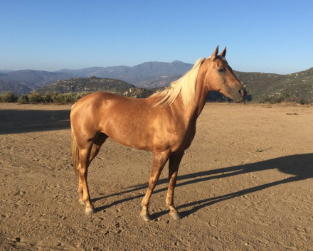 HorseID: 2238296 Redneck Chek DF (aka Summer Lace) - PhotoID: 1107340