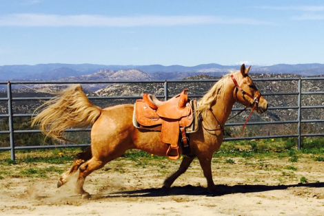HorseID: 2238296 Redneck Chek DF (aka Summer Lace) - PhotoID: 1107341