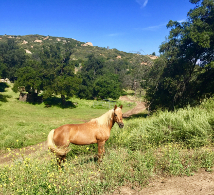 HorseID: 2238296 Redneck Chek DF (aka Summer Lace) - PhotoID: 1107342