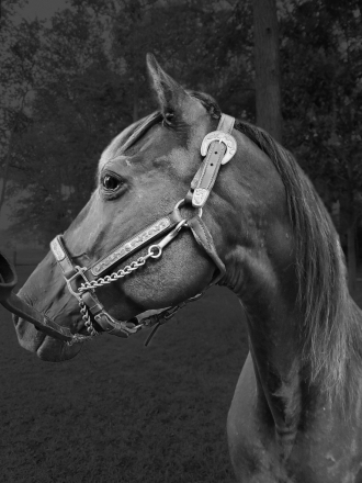 HorseID: 2238986 Elizabeth - PhotoID: 1001156