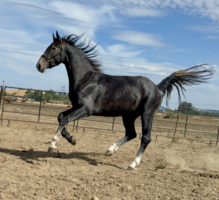 HorseID: 2242699 Supernatural - PhotoID: 1078035