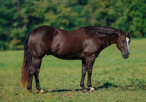 HorseID: 2246739 Smoke - PhotoID: 1045905