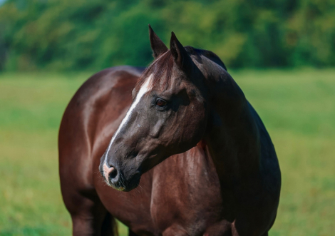 HorseID: 2246739 Smoke - PhotoID: 1045906