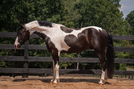 HorseID: 2247444 Dash - PhotoID: 1045868
