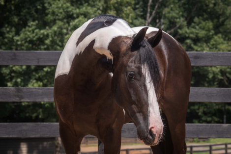 HorseID: 2247444 Dash - PhotoID: 1045869
