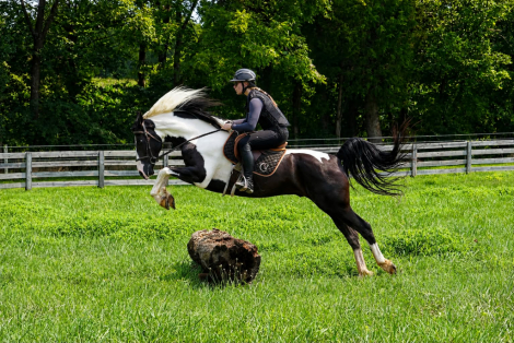HorseID: 2247444 Dash - PhotoID: 1045870