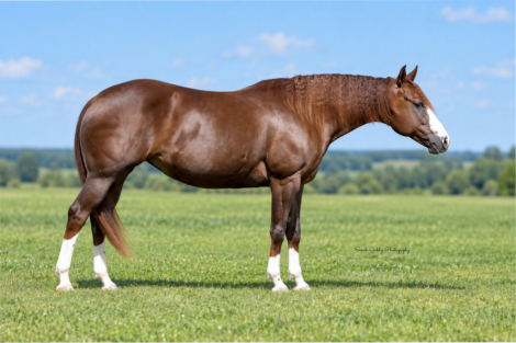 HorseID: 2249906 Dual Sixes - PhotoID: 1033499