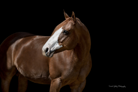 HorseID: 2249906 Dual Sixes - PhotoID: 1033500