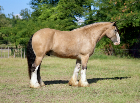 HorseID: 2249907 Harsells Dances with Wolves - PhotoID: 1045909