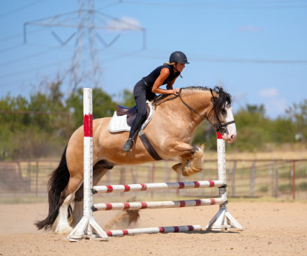 HorseID: 2249907 Harsells Dances with Wolves - PhotoID: 1081214