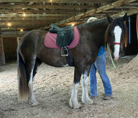 HorseID: 2251970 CHESTNUT OAK'S DUNNETT - PhotoID: 1084759