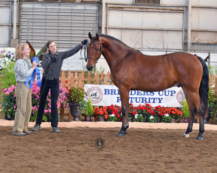 HorseID: 2252137 ATMF Starburst - PhotoID: 1084537