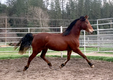 HorseID: 2252137 ATMF Starburst - PhotoID: 1084539