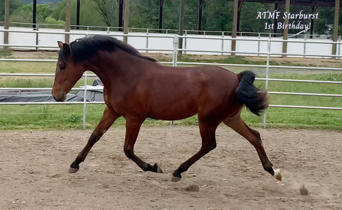 HorseID: 2252137 ATMF Starburst - PhotoID: 1084540