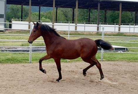 HorseID: 2252137 ATMF Starburst - PhotoID: 1084541