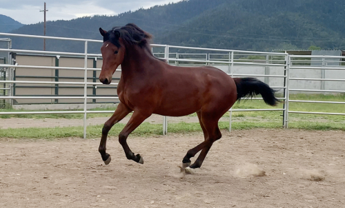 HorseID: 2252137 ATMF Starburst - PhotoID: 1084542