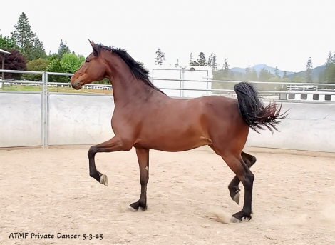 HorseID: 2252445 ATMF Private Dancer - PhotoID: 1084543