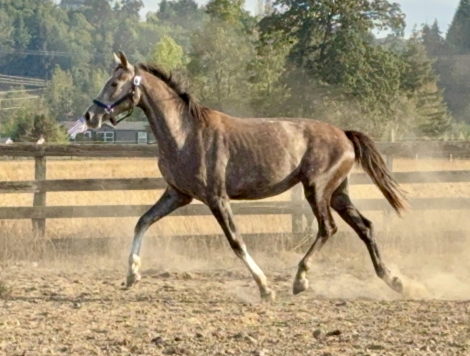 HorseID: 2252511 Tantalizing - PhotoID: 1073242