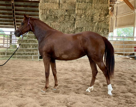 HorseID: 2253627 THE FEMME FATALE GWF - PhotoID: 1106864