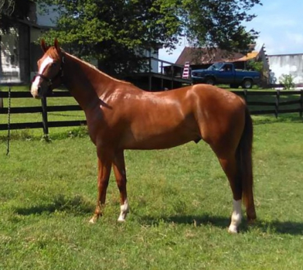 HorseID: 2257313 Dudes Berry Lazy - PhotoID: 1081147