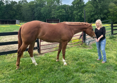 HorseID: 2257313 Dudes Berry Lazy - PhotoID: 1084119