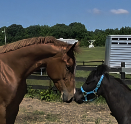 HorseID: 2257313 Dudes Berry Lazy - PhotoID: 1084120