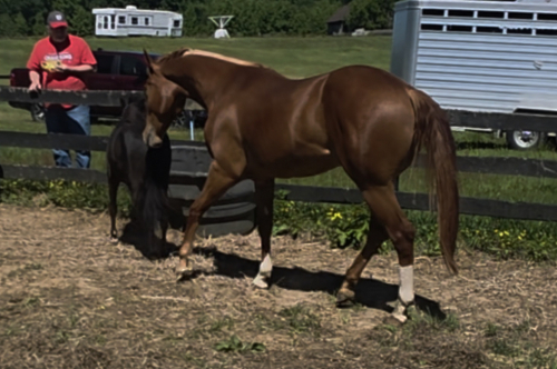 HorseID: 2257313 Dudes Berry Lazy - PhotoID: 1084121