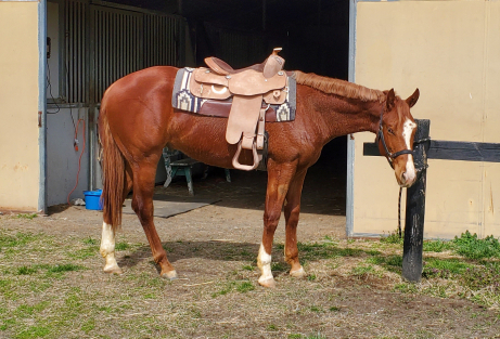 HorseID: 2257313 Dudes Berry Lazy - PhotoID: 1084122