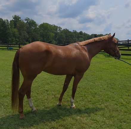 HorseID: 2257313 Dudes Berry Lazy - PhotoID: 1106132