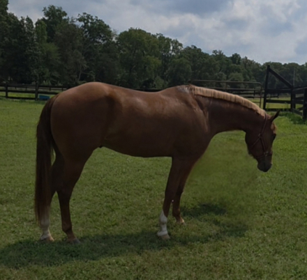 HorseID: 2257313 Dudes Berry Lazy - PhotoID: 1106133