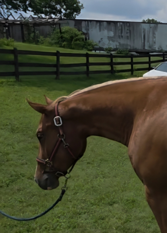 HorseID: 2257313 Dudes Berry Lazy - PhotoID: 1106134