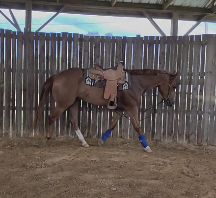 HorseID: 2257313 Dudes Berry Lazy - PhotoID: 1106135