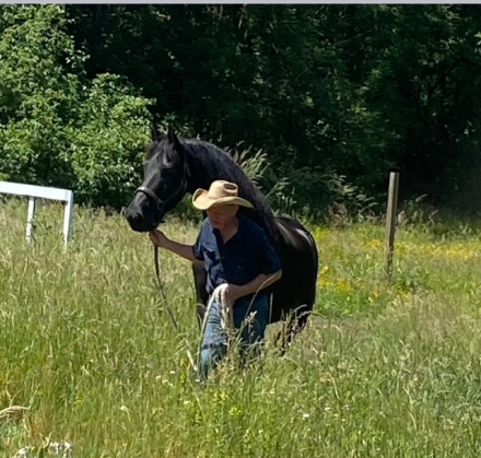 HorseID: 2260202 Icon of Majestic Friesians - PhotoID: 1068290