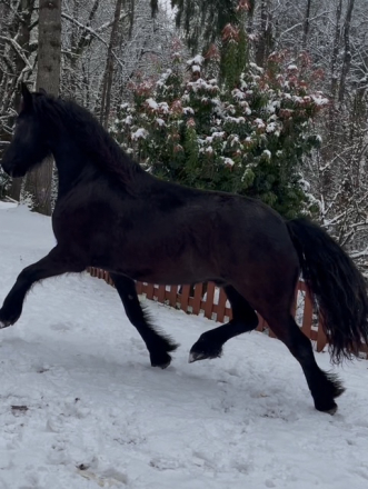 HorseID: 2260202 Icon of Majestic Friesians - PhotoID: 1074936