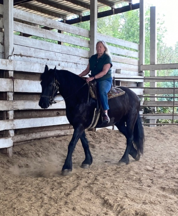 HorseID: 2260202 Icon of Majestic Friesians - PhotoID: 1074937