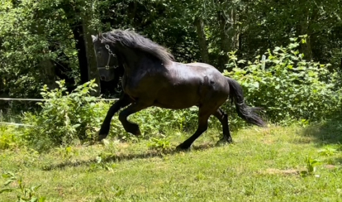 HorseID: 2260202 Icon of Majestic Friesians - PhotoID: 1074938